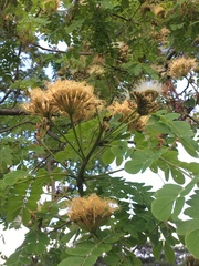 Pseudosamanea guachapele