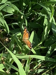 Phyciodes