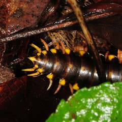 Brachoria hendrixsoni