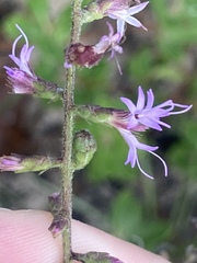 Liatris gracilis