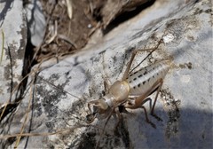 Ephippiger terrestris