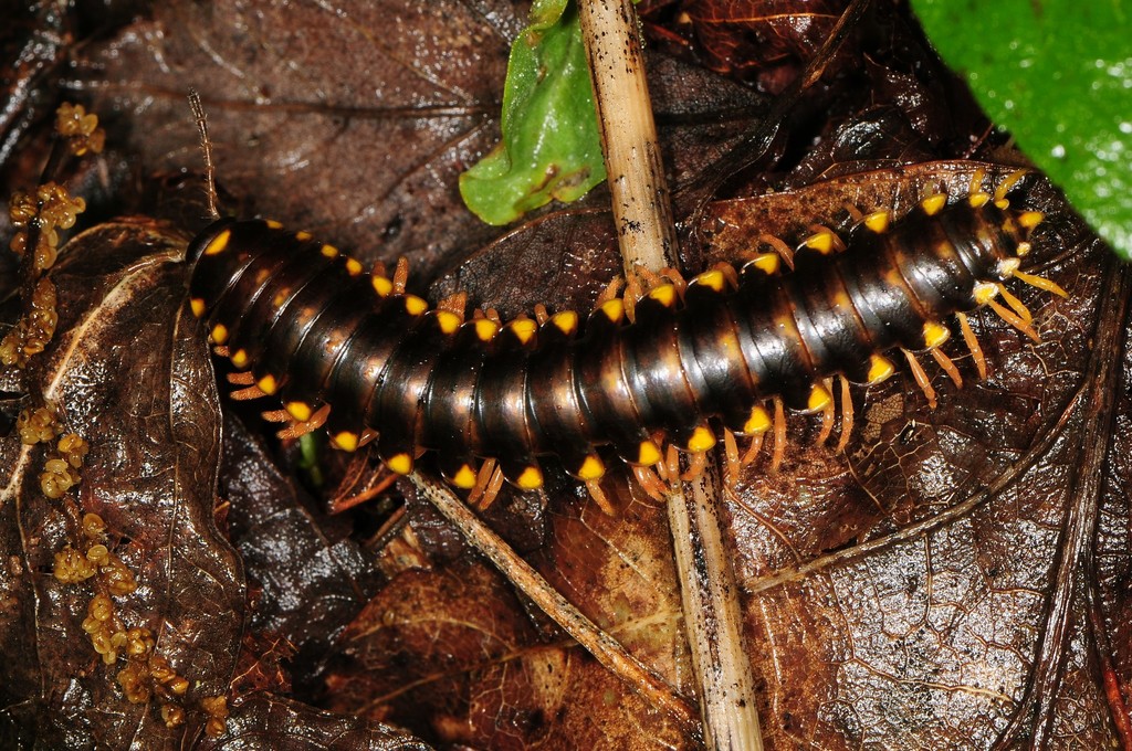 Brachoria hendrixsoni