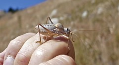 Ephippiger terrestris