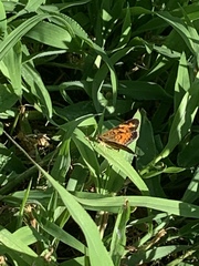 Phyciodes