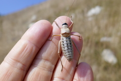Ephippiger terrestris