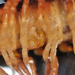 Brachoria hendrixsoni