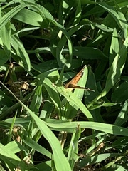 Phyciodes
