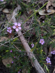 Euryomyrtus ramosissima ramosissima