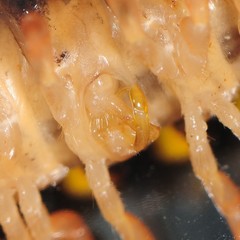 Brachoria hendrixsoni