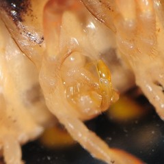 Brachoria hendrixsoni