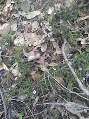 Euryomyrtus ramosissima ramosissima