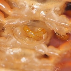 Brachoria hendrixsoni