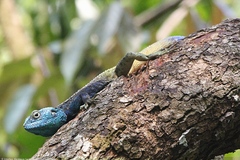 Acanthocercus ugandaensis