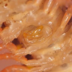 Brachoria hendrixsoni