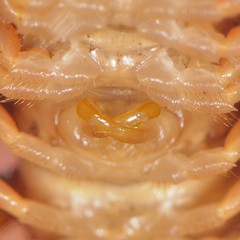 Brachoria hendrixsoni