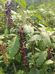 Phytolacca americana