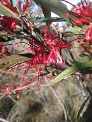 Grevillea oleoides