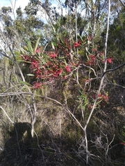 Grevillea oleoides