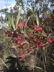 Grevillea oleoides