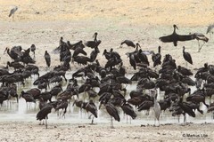 Anastomus lamelligerus