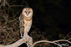 Tyto alba poensis