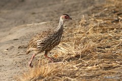 Pternistis clappertoni