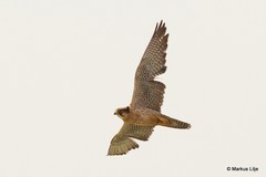 Falco biarmicus image
