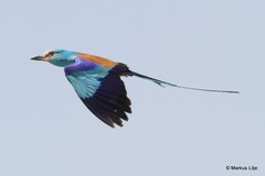 Coracias abyssinicus