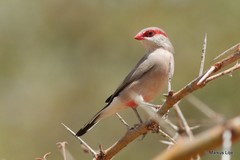 Estrilda troglodytes