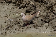 Streptopelia roseogrisea