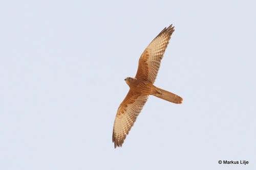Fox Kestrel