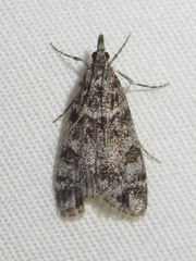 Eudonia rotundalis
