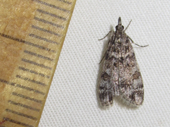 Eudonia rotundalis