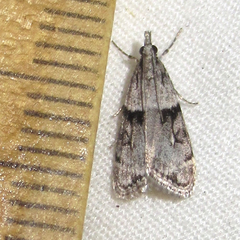 Eudonia spaldingalis