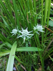 Eryngium aquaticum