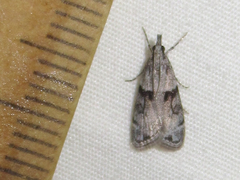 Eudonia spaldingalis