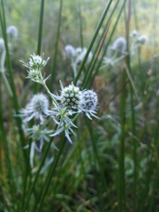 Eryngium aquaticum