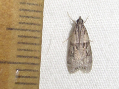 Eudonia spaldingalis