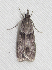 Eudonia torniplagalis