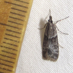 Eudonia torniplagalis