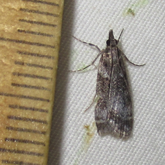 Eudonia torniplagalis