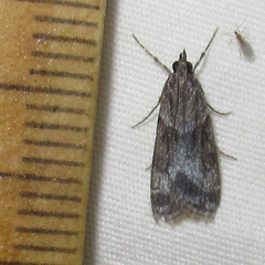 Eudonia torniplagalis