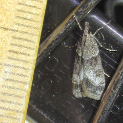 Eudonia torniplagalis