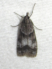 Eudonia torniplagalis