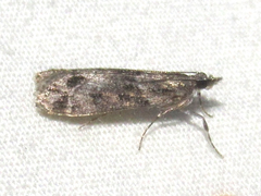 Eudonia torniplagalis