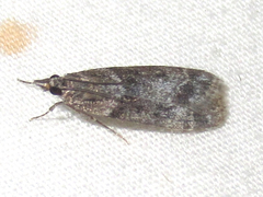 Eudonia torniplagalis