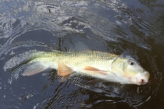 Moxostoma erythrurum