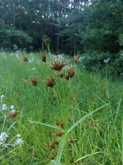 Rhynchospora macrostachya