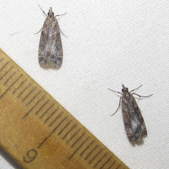 Eudonia torniplagalis