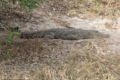 Crocodylus niloticus africanus